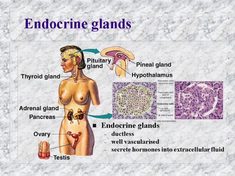 Endocrine glands Endocrine glands  ductless well vascularised secrete hormones into extracellular fluid